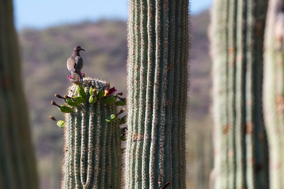 bird on a cactus