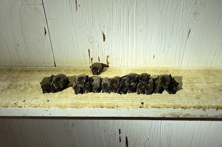Myotis bats