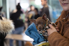 A dog receiving veterinary care
