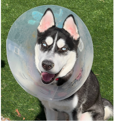 Blue wearing cone