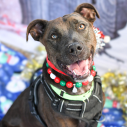 Raven, PACC's longest-staying resident