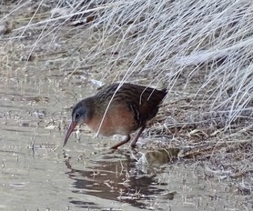 Virginia Rail