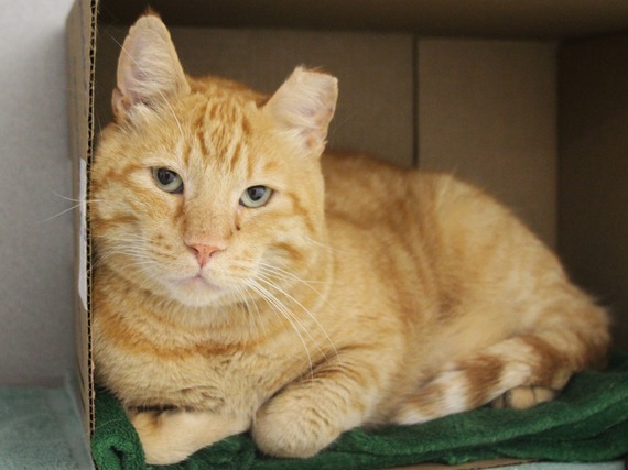 orange cat with tipped ear