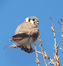 American Kestrel