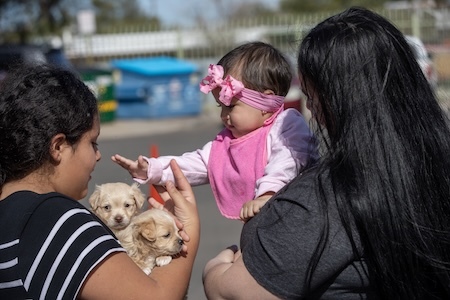 Two puppies and a baby