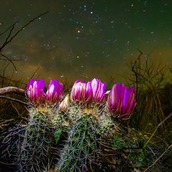 Blooming cactus flowers