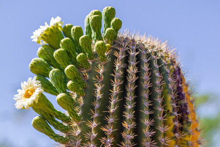 A variegated saguaro