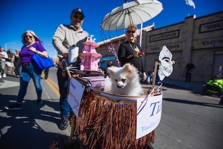 A dog in the Pets of Pima Parade
