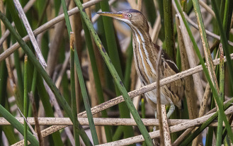 Least Bittern