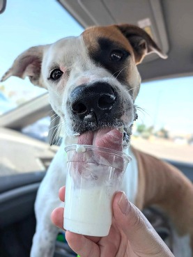 dog eats pup cup