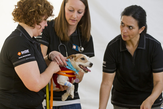 PACC Vet