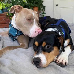 two dogs cuddling