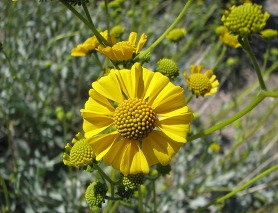 brittlebush plant