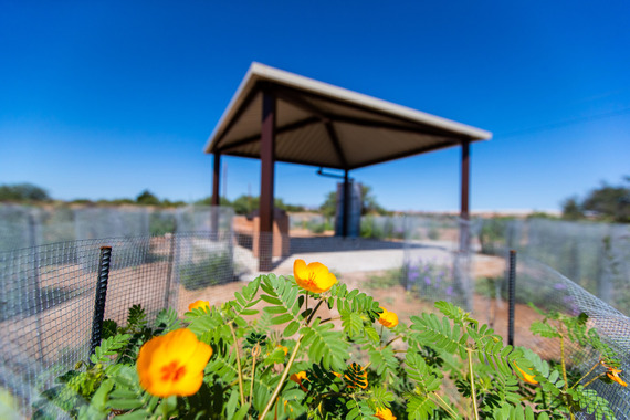 Plants at Historic Canoa Ranch