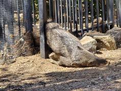 javelina