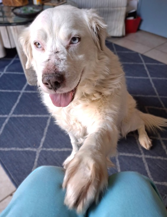 white dog placing paw on person's lap