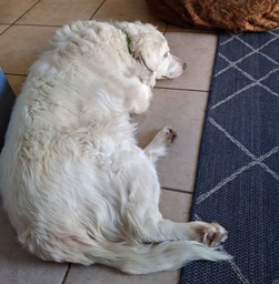 dog lying on floor