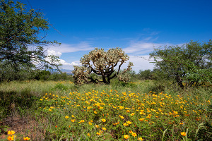 desert with tree and flowers
