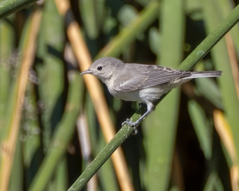 Lucy's Warbler