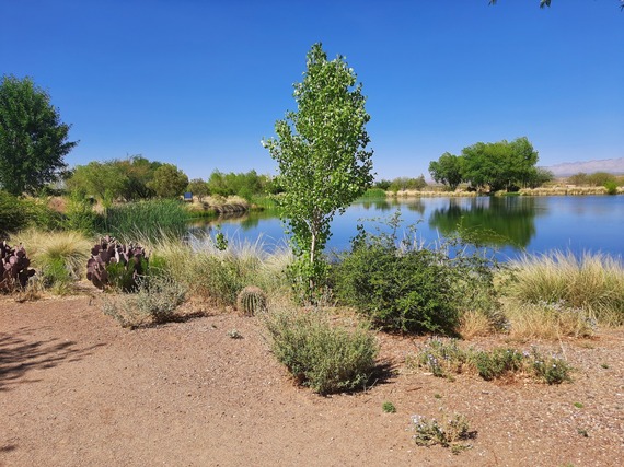Pond at Canoa Ranch
