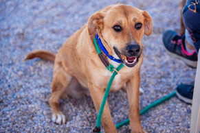 dog at PACC adoption event