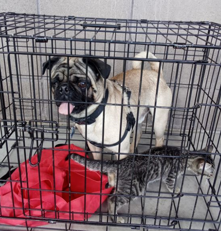 pug and kitten in cage