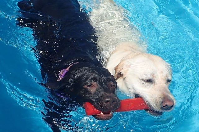 Dog Pool 5