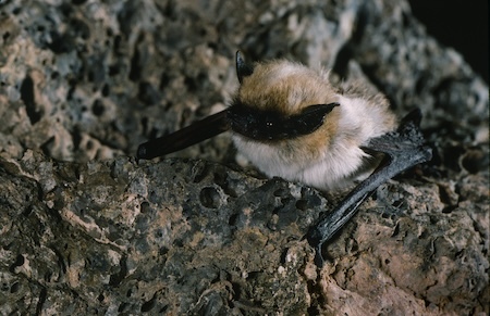 canyon bat