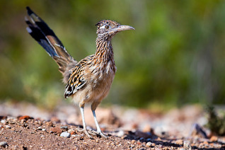 greater roadrunner