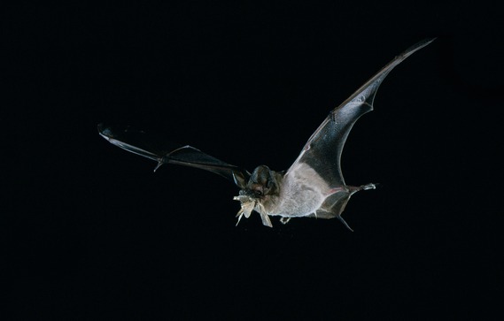 Mexican free-tailed bat
