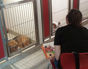 person reading to resting dogs