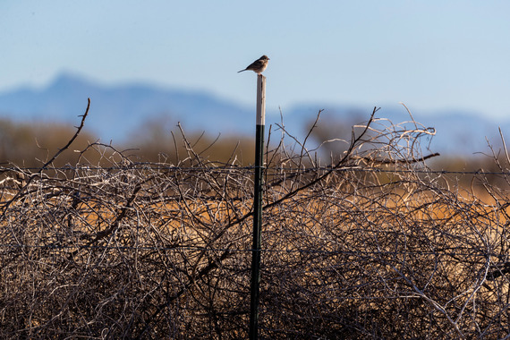 Bird at Canoa Ranch