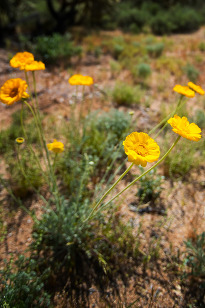 desert marigold