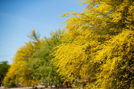 palo verde tree