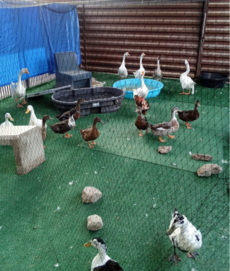 birds