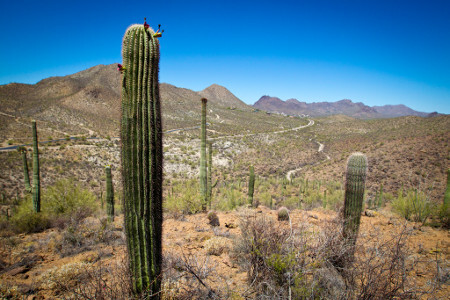 Painted Hills desert landscape