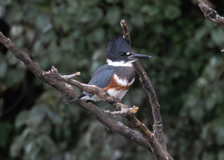 belted kingfisher
