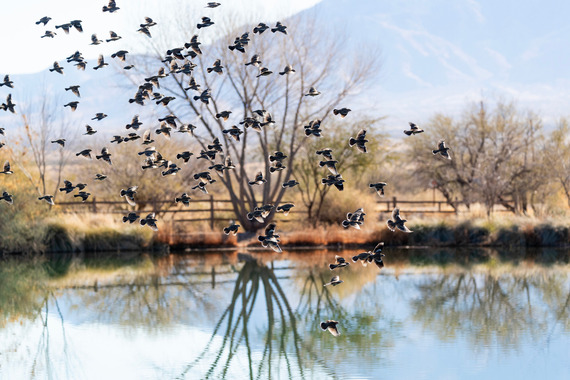 birds at Canoa Ranch