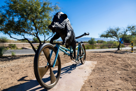javelina on the Loop