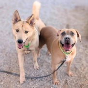 two dogs