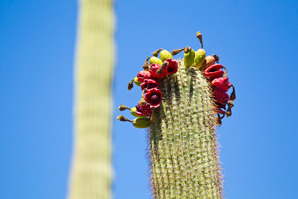 Cactus flower at Painted Hills