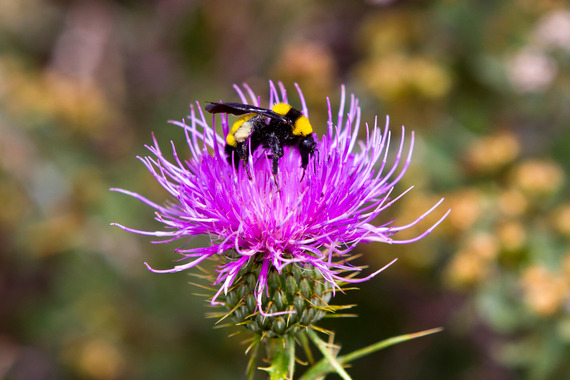 bee with wildflowers