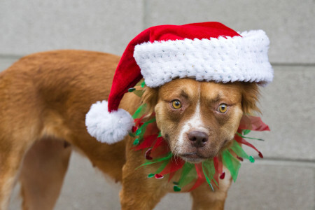 Dog in a Santa hat