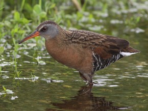 Virginia Rail bird