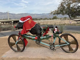 Javelina in a Santa hat