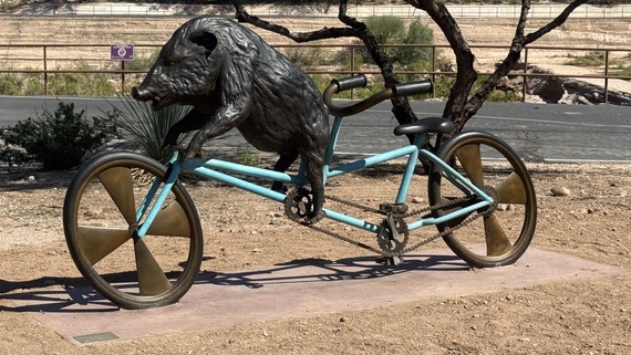 Javalina on a Bike