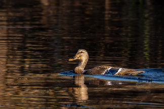 Duck at Sweetwater Wetlands