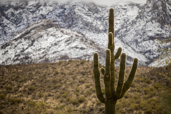 Desert saguaro with snow capped mt