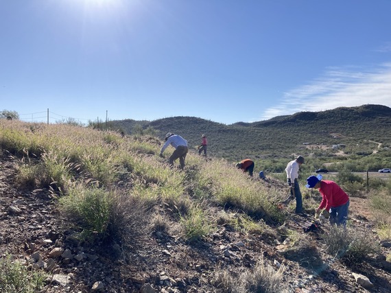 volunteers pulling buffelgrass
