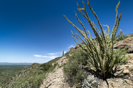 ocotillo in desert